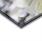  SBP5697 Acrylic print