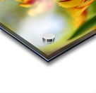  SBP6290 Acrylic print