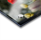  SBP8067 Acrylic print