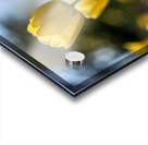  SBP7718 Acrylic print