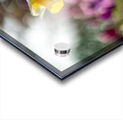  SBP5470 Acrylic print