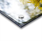 SBP6341 Acrylic print