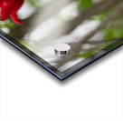 SBP8333 Acrylic print