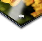 SBP6416 Acrylic print