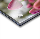 SBP6693 Acrylic print