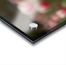 SBP6625 Acrylic print