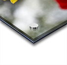 SBP5634 Acrylic print