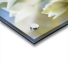 SBP6391 Acrylic print