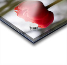 SBP6703 Acrylic print