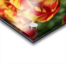 SBP6472 Acrylic print