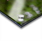 SBP8211 Acrylic print