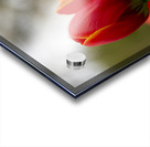 SBP5624 Acrylic print