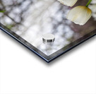 SBP8417 Acrylic print