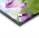 SBP6374 Acrylic print