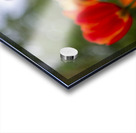 SBP5782 Acrylic print