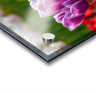 SBP6480 Acrylic print