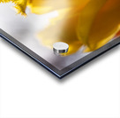 SBP5529 Acrylic print