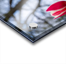 SBP6537 Acrylic print