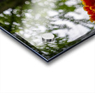 SBP5707 Acrylic print