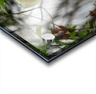 SBP8285 Acrylic print