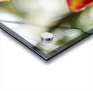 SBP6235 Acrylic print