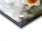 SBP5586 Acrylic print