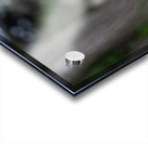 SBP8427 Acrylic print