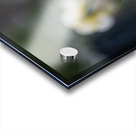 SBP5653 Acrylic print