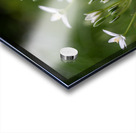 SBP8139 Acrylic print