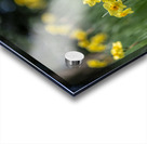 SBP5541 Acrylic print