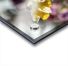 SBP5470 Acrylic print