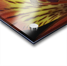 Lily Of The Incas Acrylic print