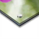 Tiny Beauty Acrylic print