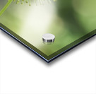 Cephalanthus Occidentalis Acrylic print