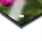 Velvety Beauty Acrylic print