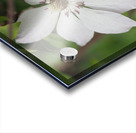 Hidden Beauty Acrylic print