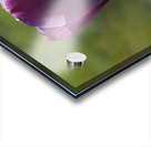 Early Morning Acrylic print