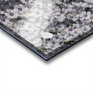 Moss Phlox Acrylic print