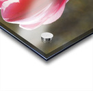 Showy Tulip Acrylic print