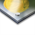 Lollipop Acrylic print