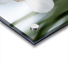 New Beginnings Acrylic print