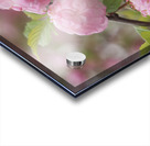 Pink Beauties Acrylic print