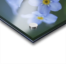 Ladies In Blue Acrylic print