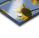 From Below Acrylic print