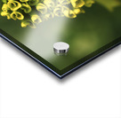 Ringlets Acrylic print