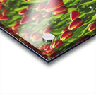 Tulip Background Acrylic print