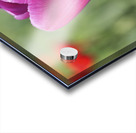 Big Purple Tulip Acrylic print