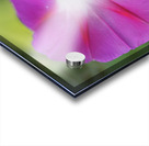 Pink Morning Glory Acrylic print