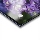 French Hydrangea Acrylic print