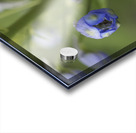 Blue Delphinium Buds Acrylic print